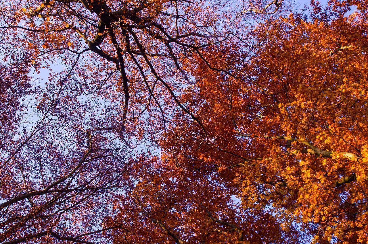 1280x851 Fall Tree Leaves