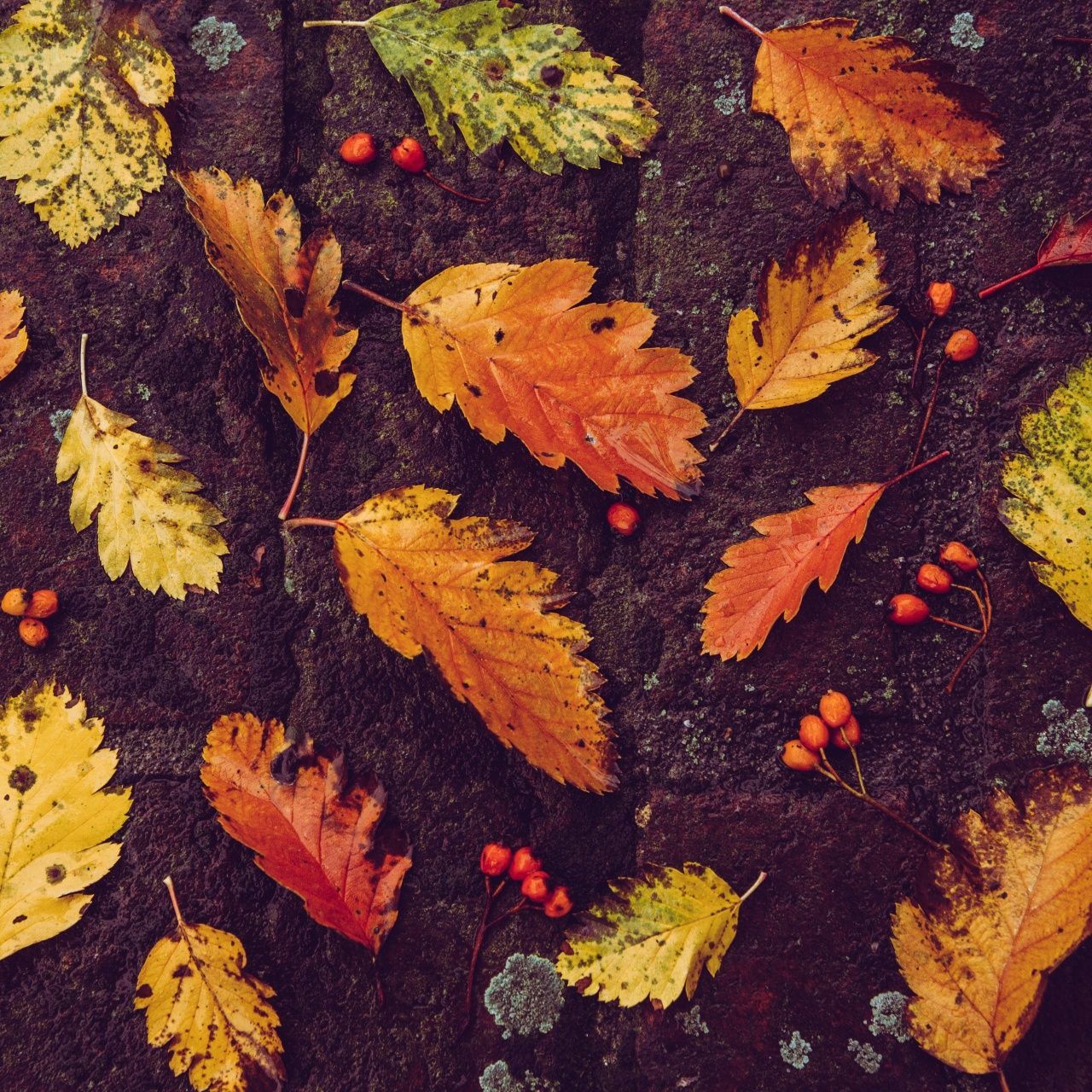 1280x1280 Autumn leaves Wallpaper 4K, Foliage