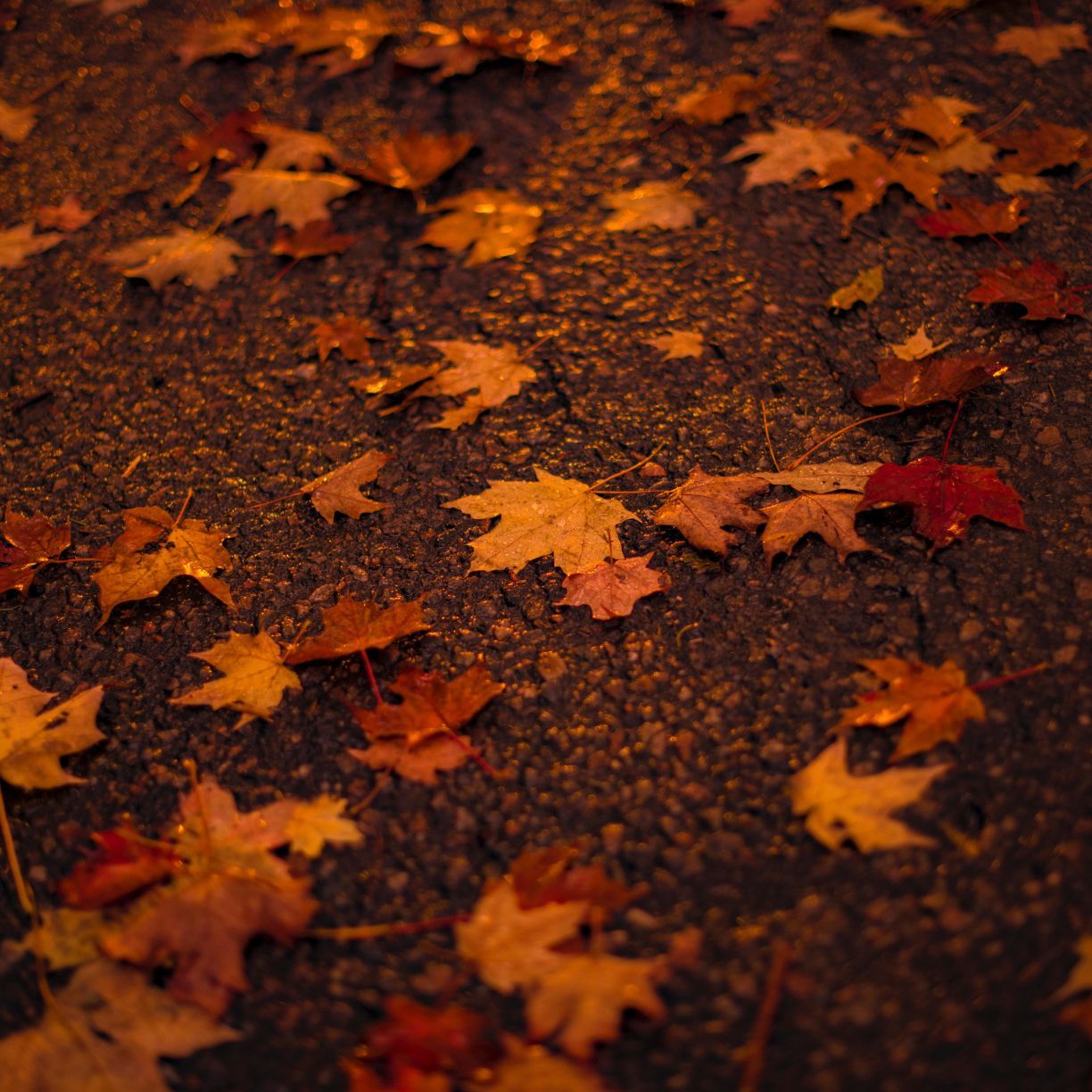 1224x1224 Wallpaper autumn, orange, maple leaf