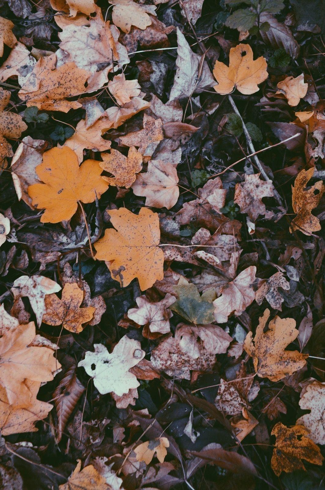 1063x1600 Autumn Colors Aesthetic Wallpaper