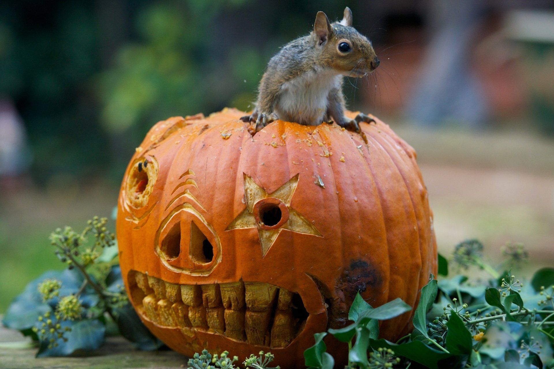 1920x1280 lantern Rodent Animal Squirrel HD Wallpaper