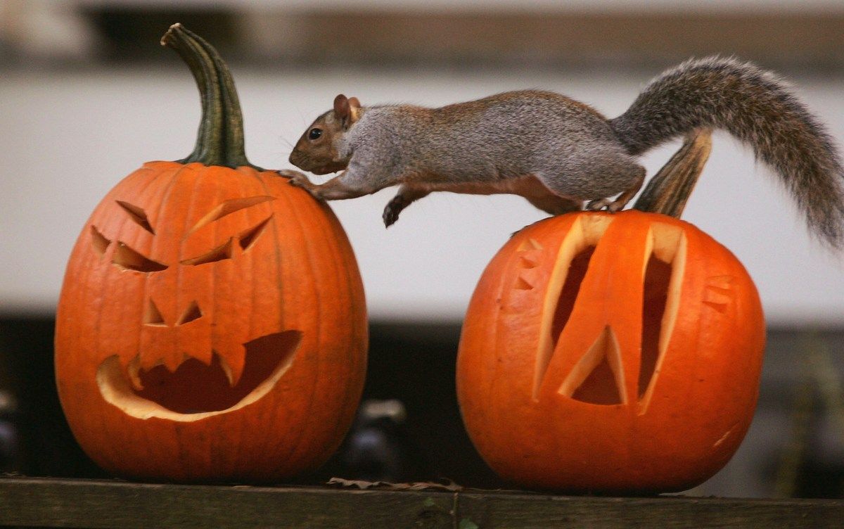 1200x752 Bleach Your Pumpkins, Protect Wildlife