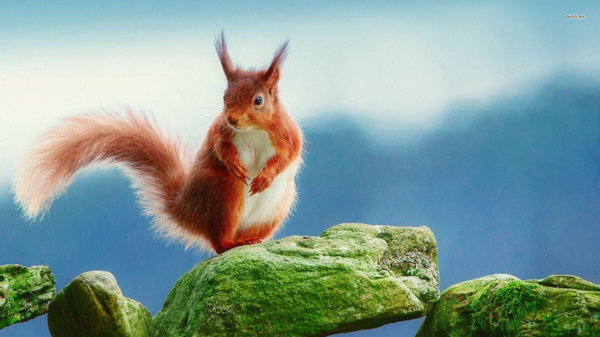 1920x1080 Squirrel Wallpaper