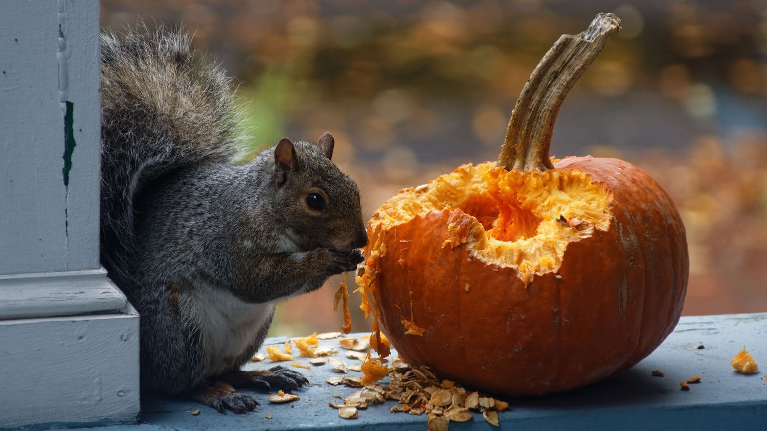 1500x844 Don't pitch your pumpkins after