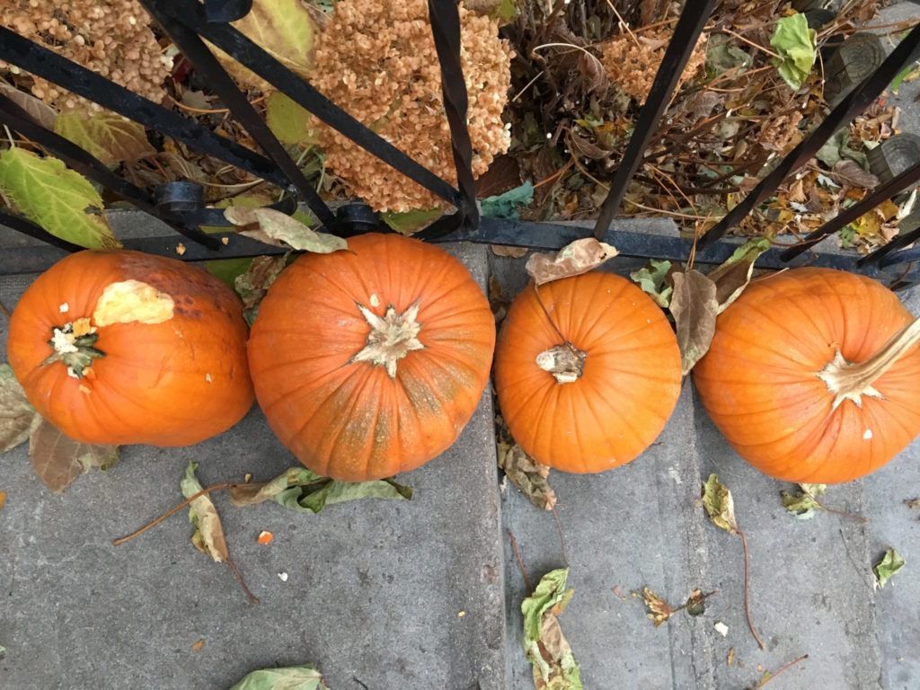 1024x768 Squirrel Proof Your Pumpkins This