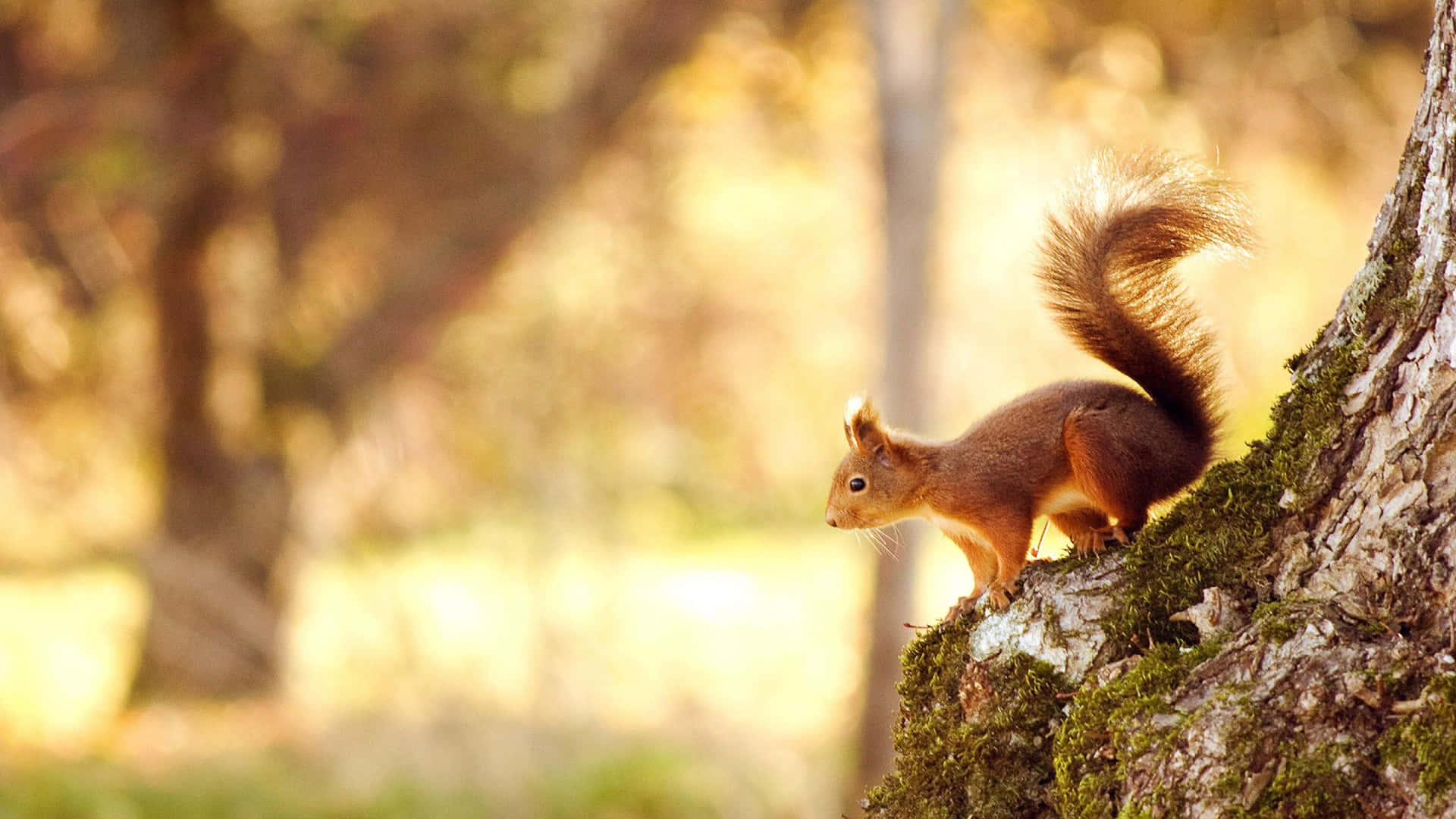 1920x1080 Squirrel Wallpaper