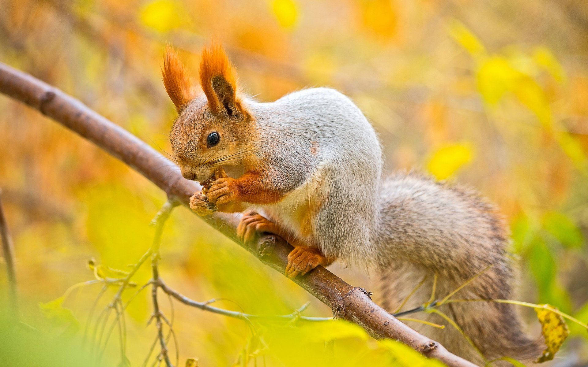 1920x1200 Squirrel Wallpaper
