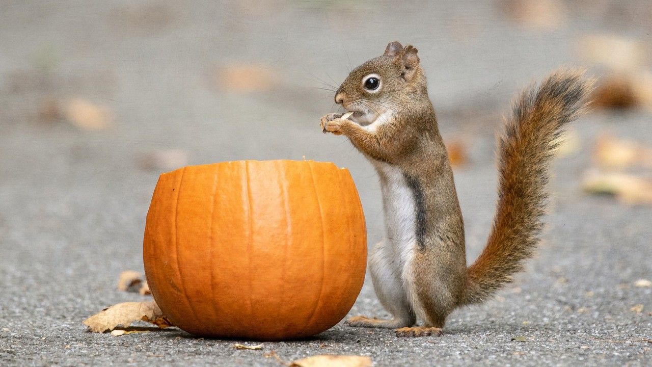 1280x720 Squirrel Pumpkin Road Dry Leaves Blur