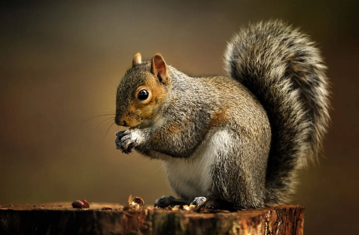 1225x804 Squirrel Wallpaper