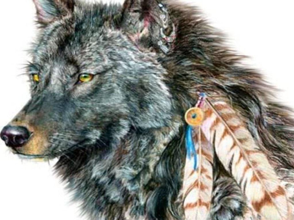 is-that-a-wolf-no-that-s-the-native-american-indian-dog-k9-web