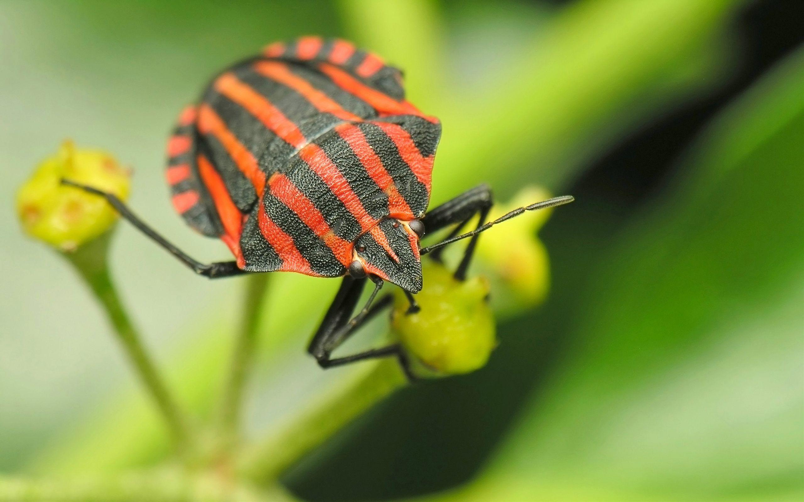 2560x1600 Insect s wallpaperx1600
