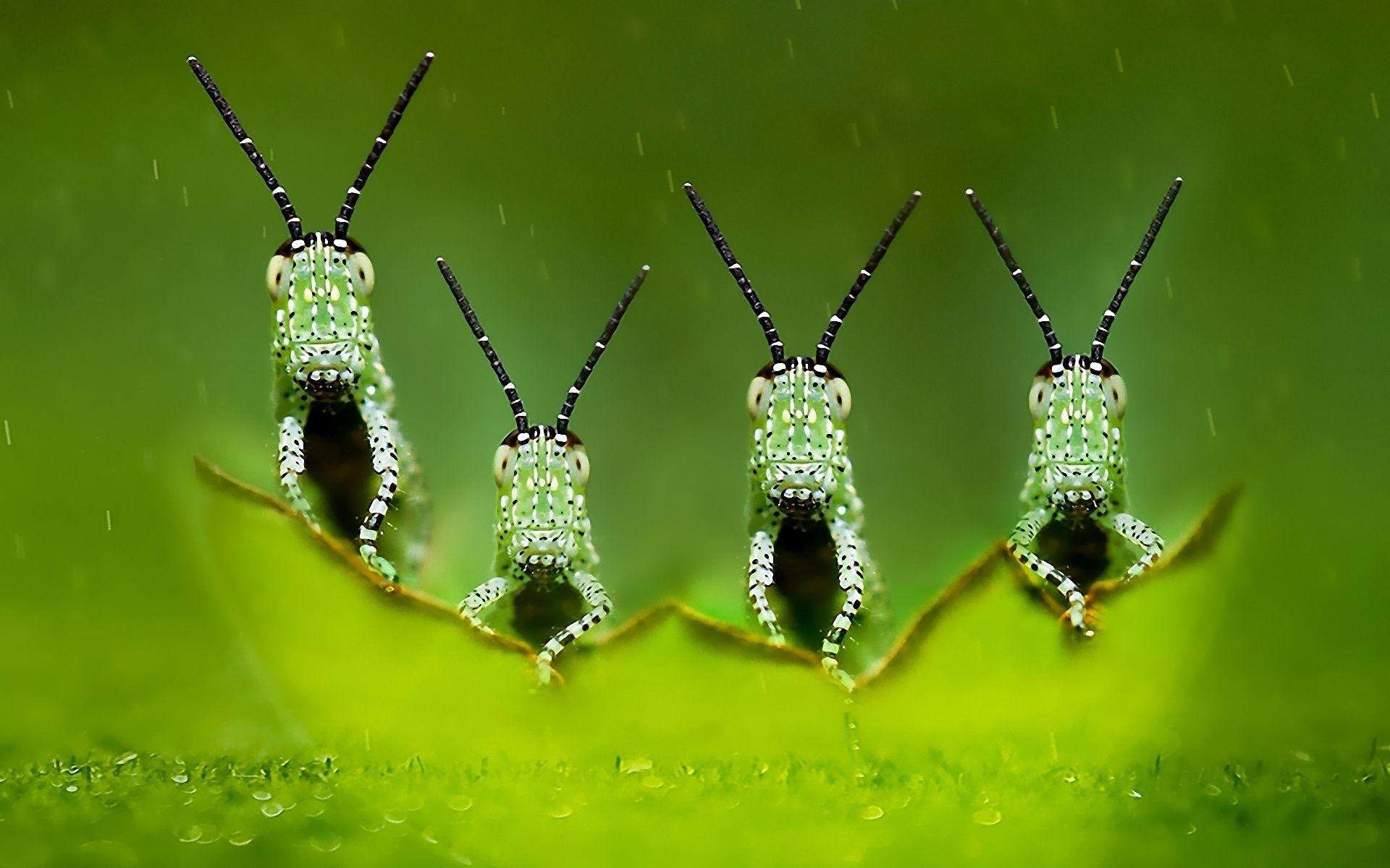 Group of Lady Bug Animals Nature spirit animals HD wallpaper  Pxfuel