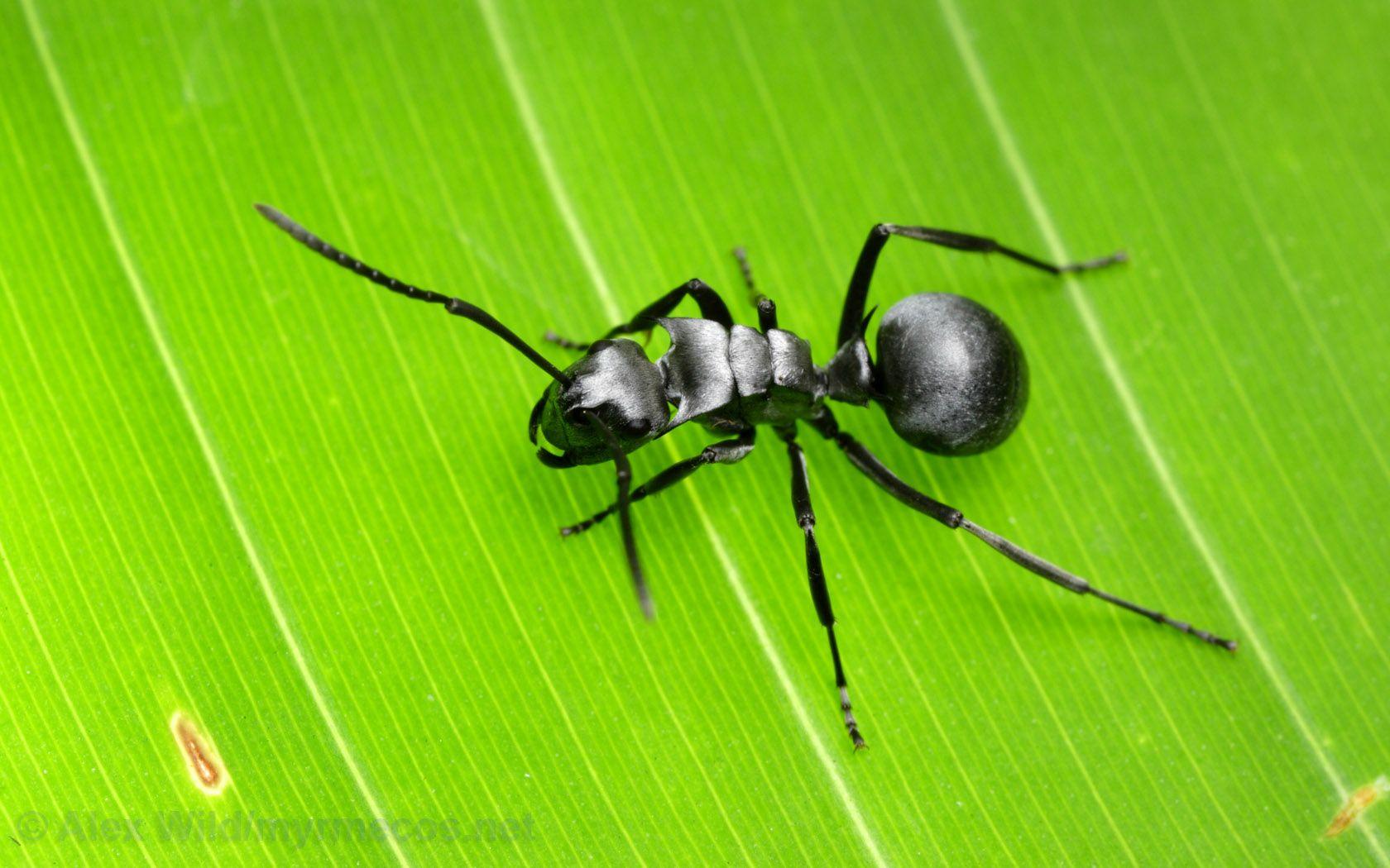 1680x1050 Insect Wallpaper