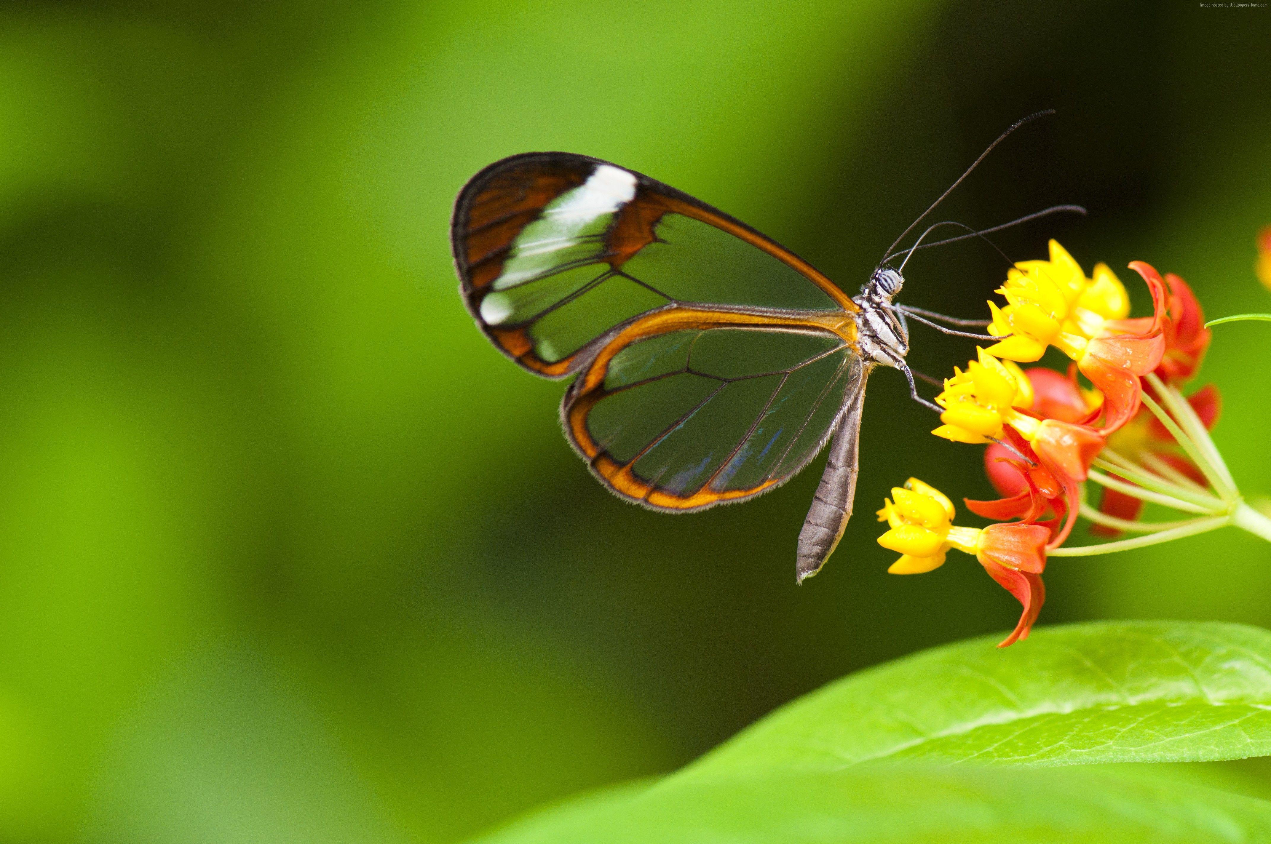 4288x2848 Insects and Flowers Wallpaper