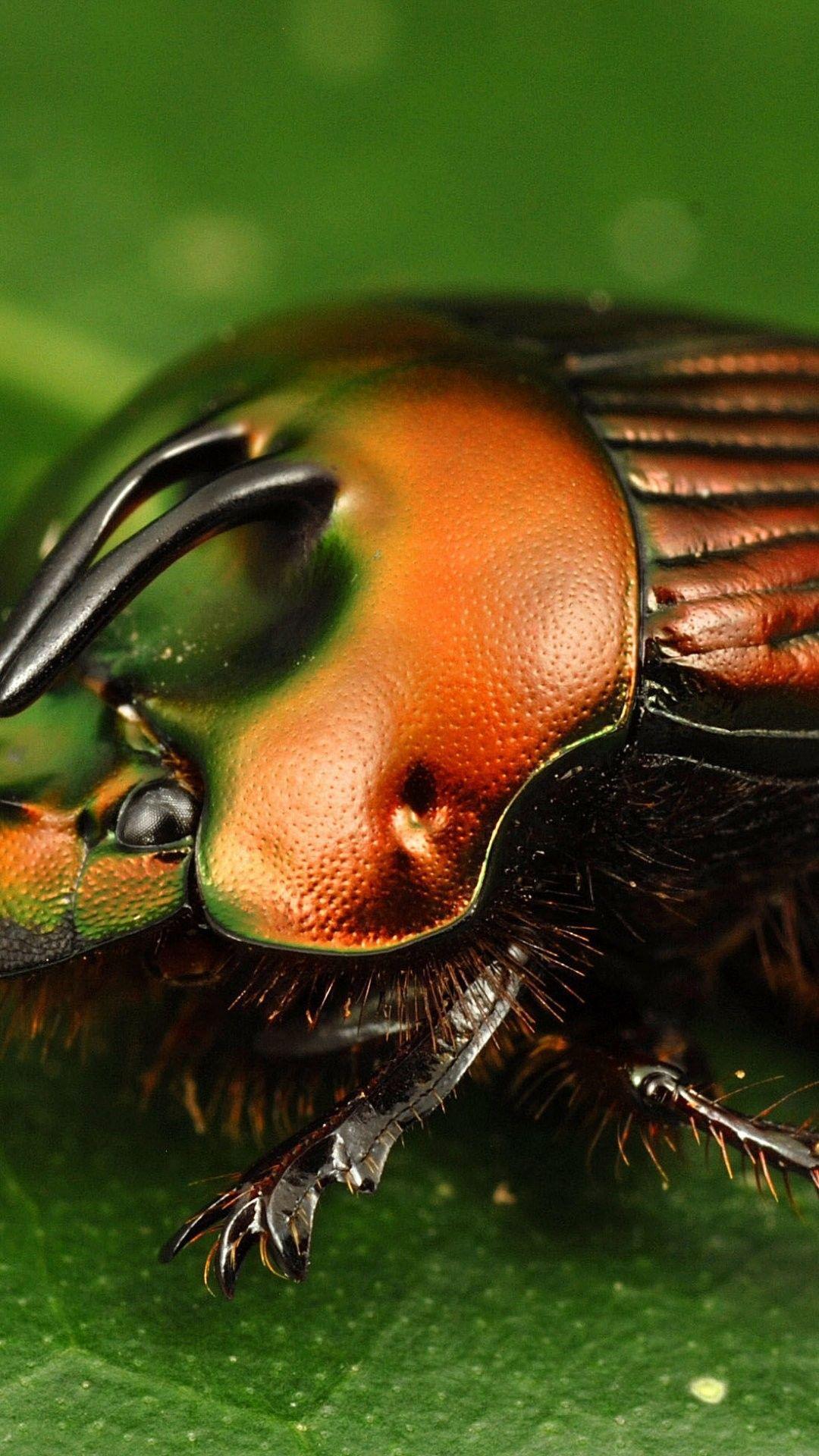 1080x1920 Insect Closeup iPhone Wallpaper. iDesign iPhone Insects
