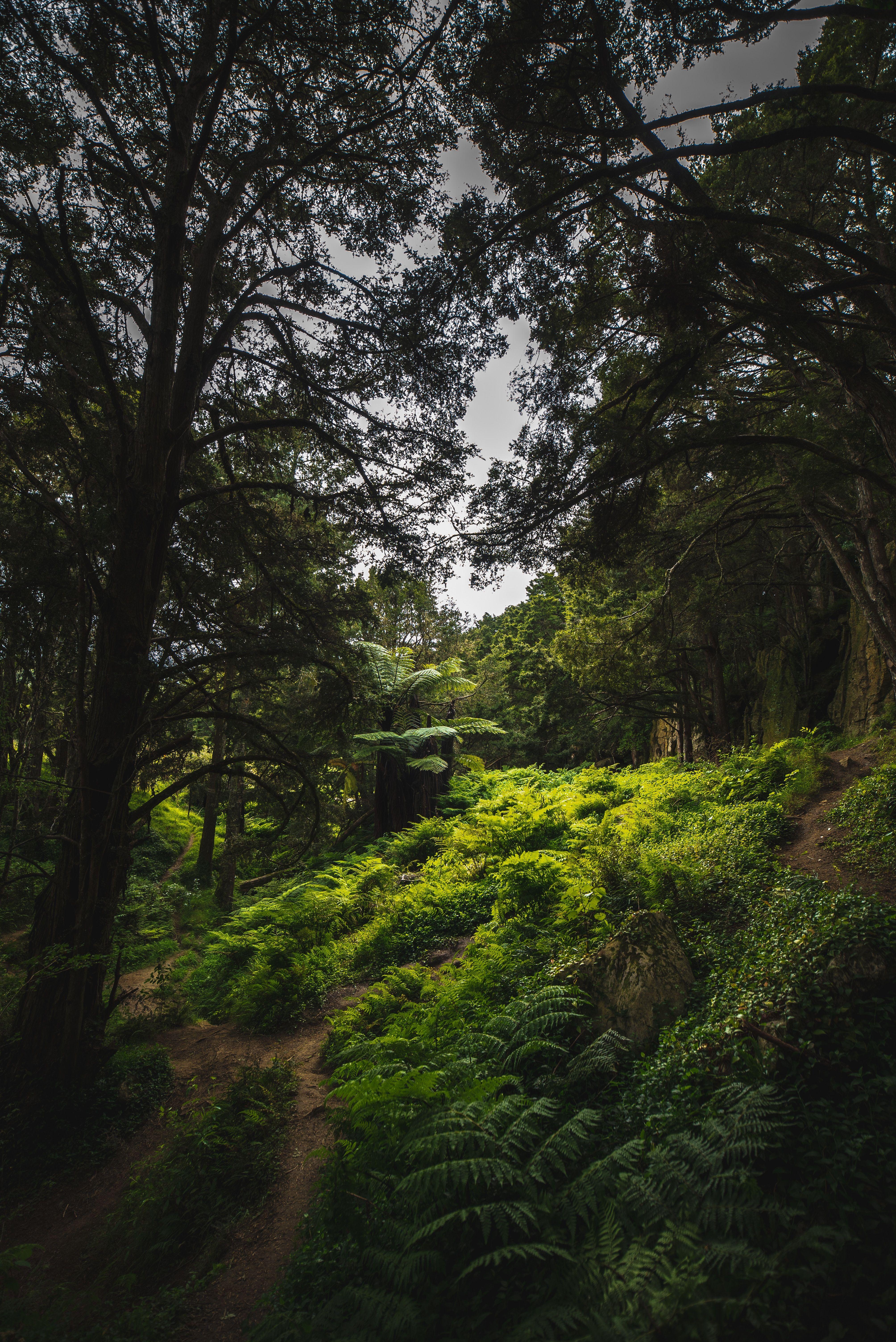 4016x6016 Download wallpaper 4016x6016 trees, green, trekking