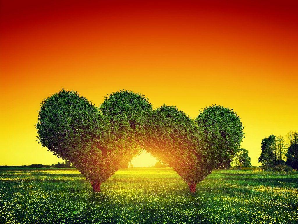 1024x768 Tree Lovers Wallpaper High Quality