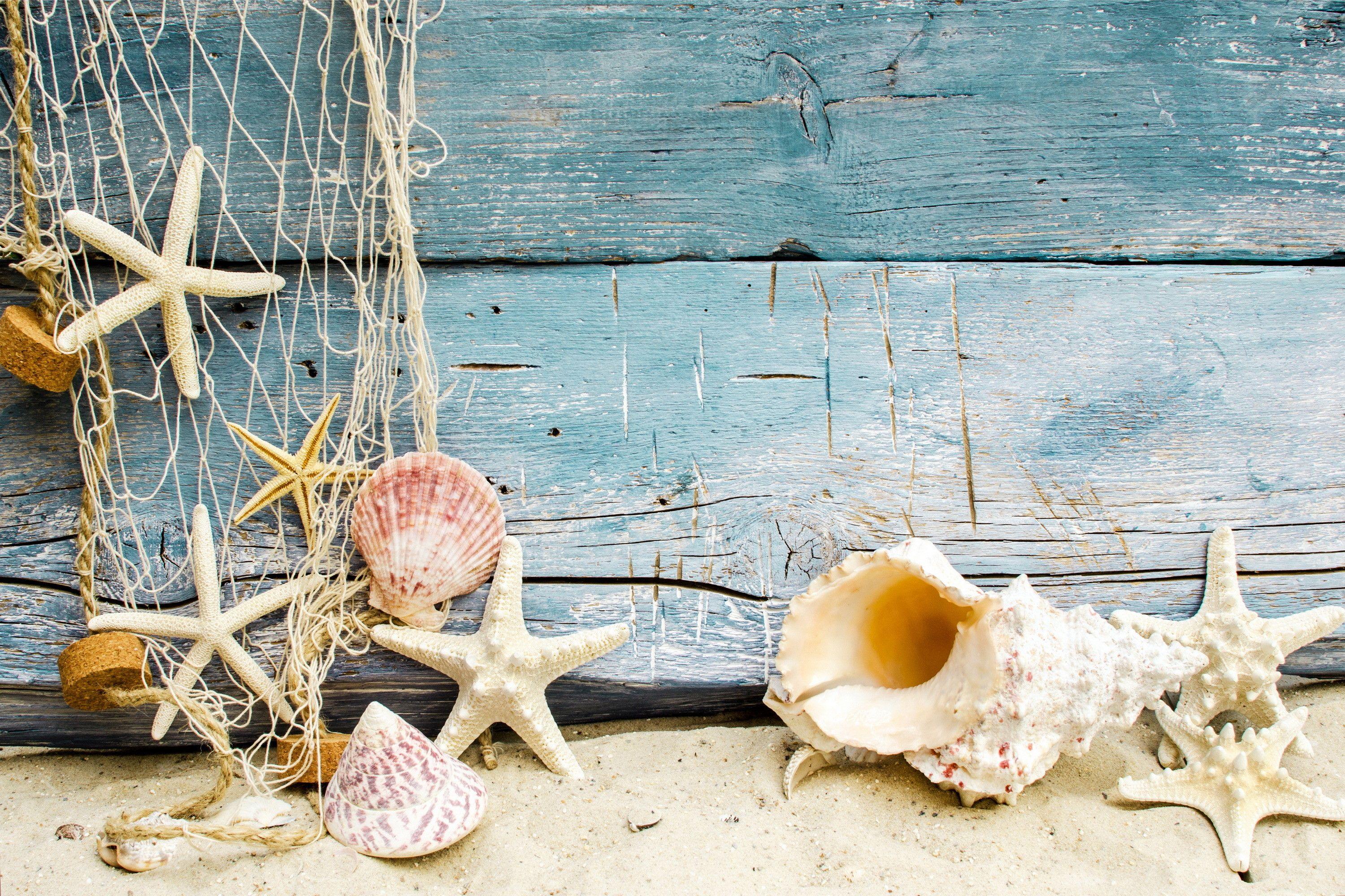 Beach/Image/Oyster Shells/Picture/Aesthetic Wallpaper/Photograph 