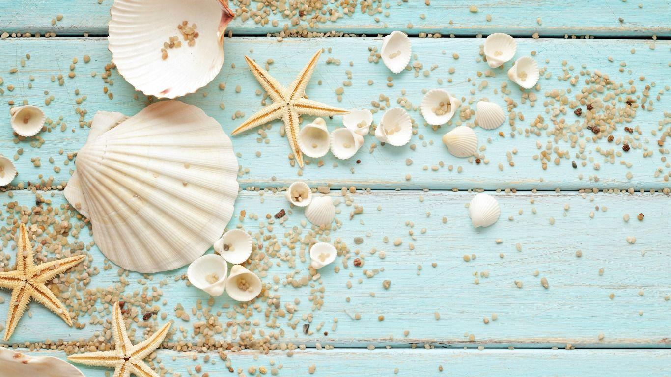 Seashells Wallpapers - Top Free Seashells Backgrounds - WallpaperAccess