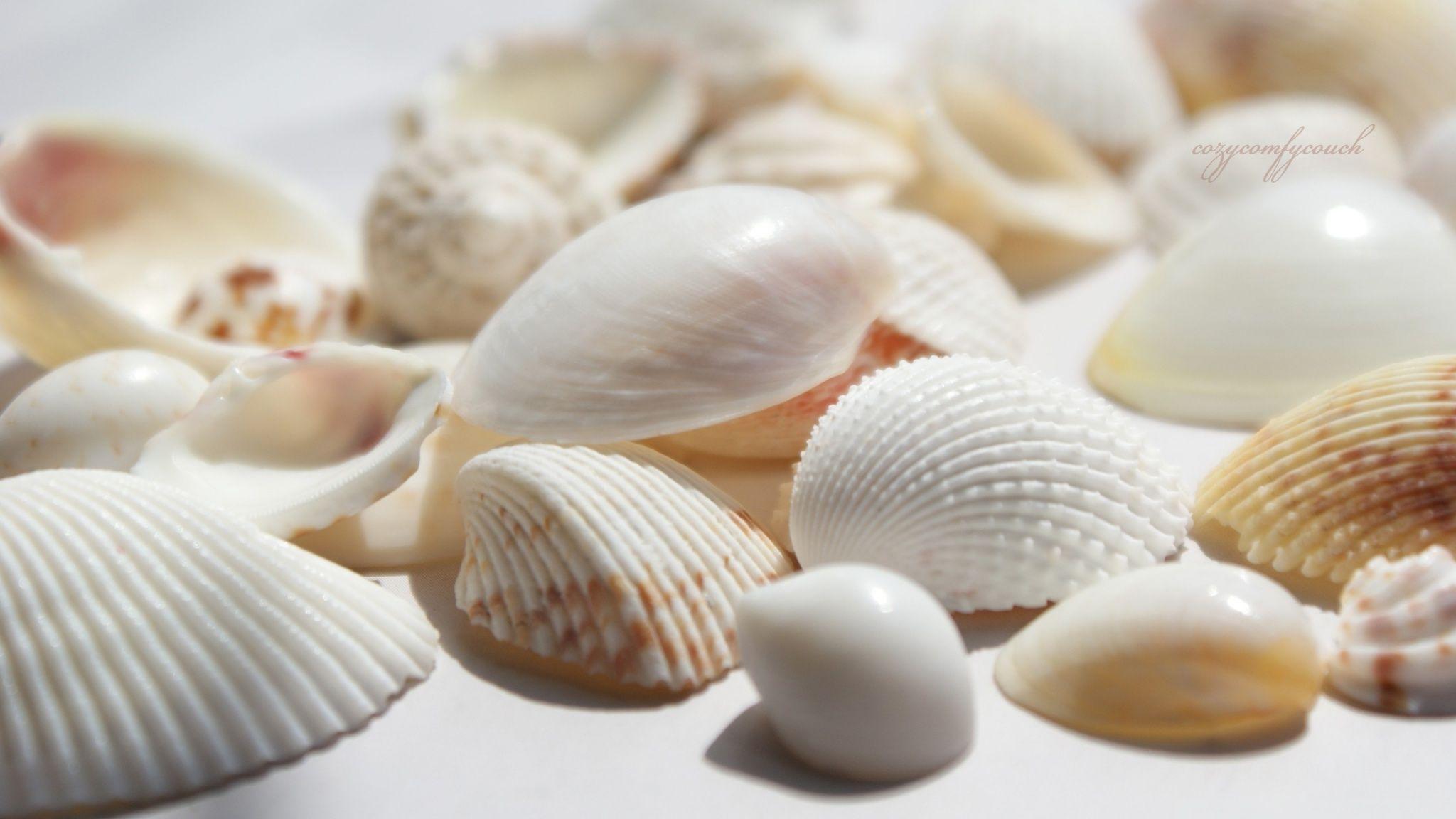 Seashells Wallpapers Top Free Seashells Backgrounds Wallpaperaccess 