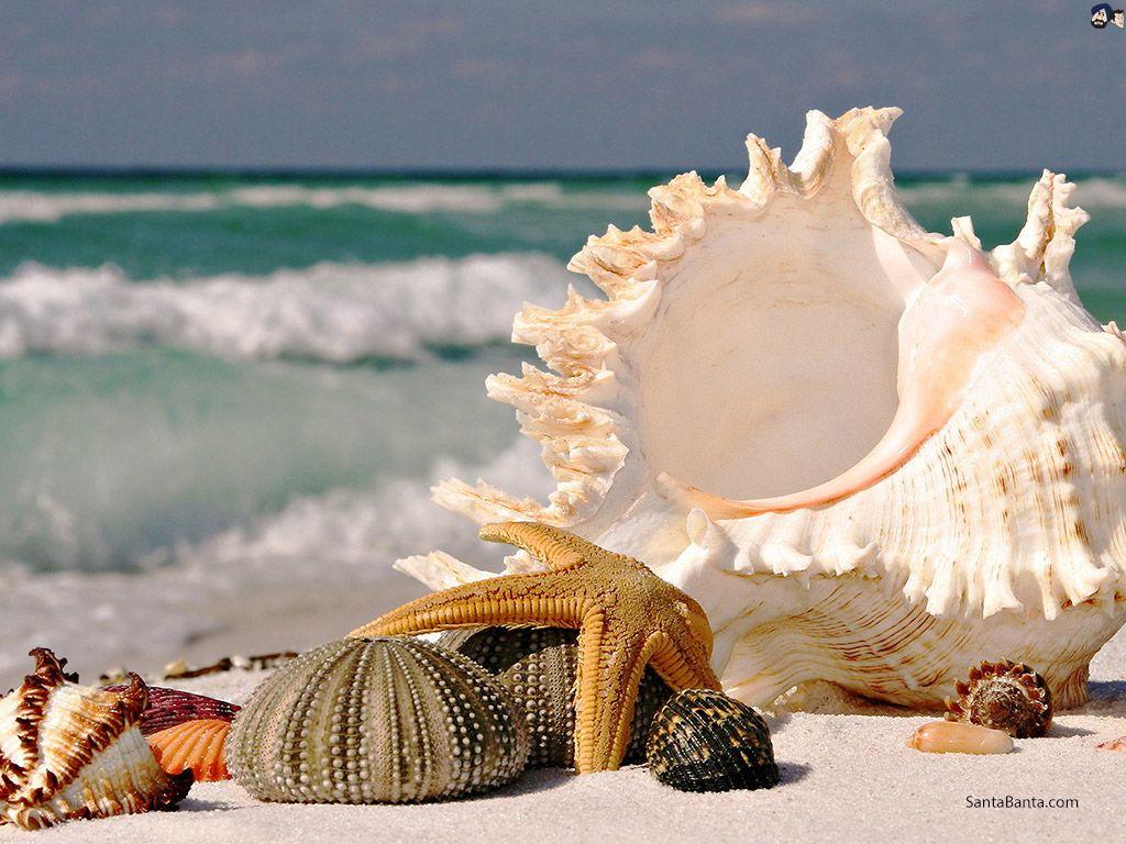 Seashells Wallpapers - Top Free Seashells Backgrounds - WallpaperAccess