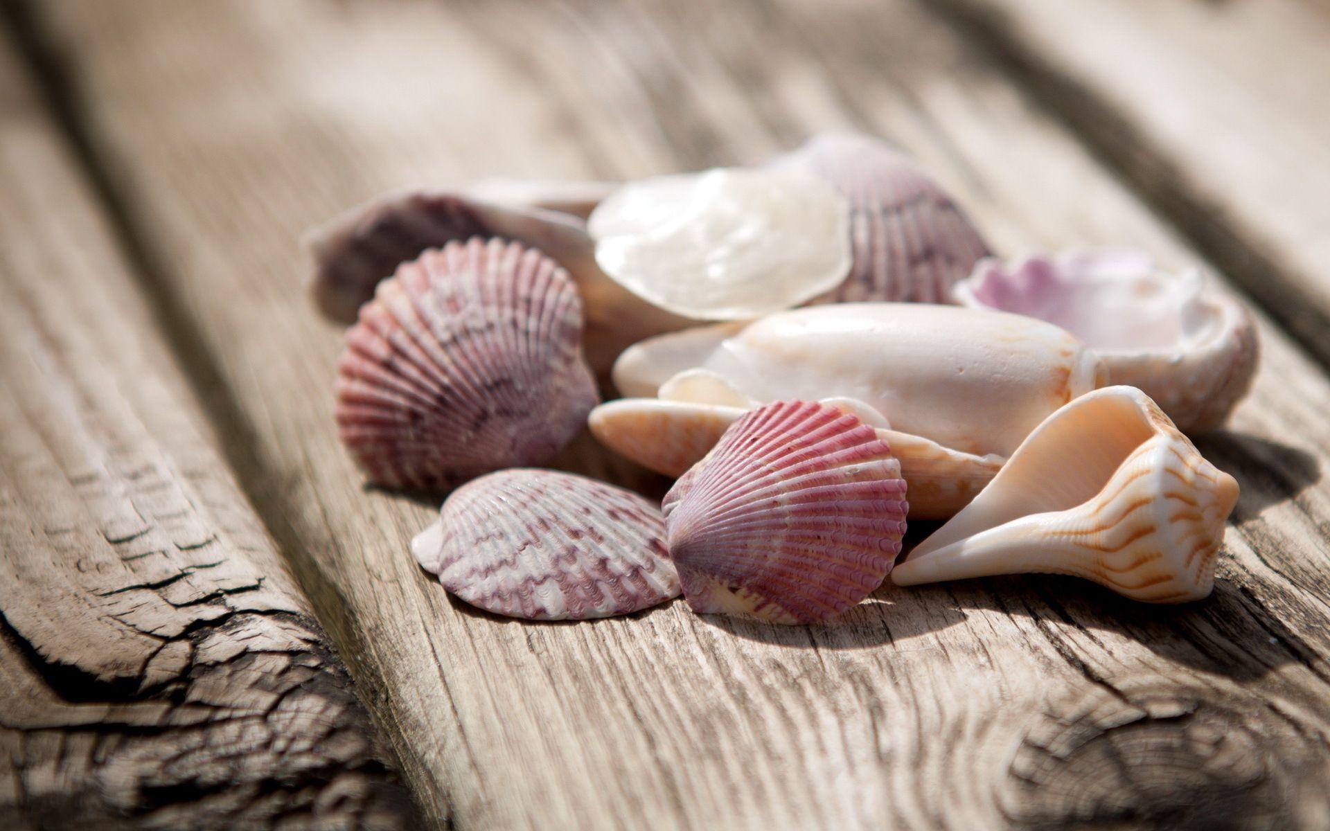 Download Beautiful Seashell Background  Wallpaperscom