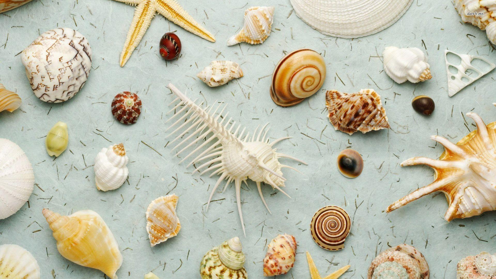 1920x1080 Seashells wallpaper wallpaper