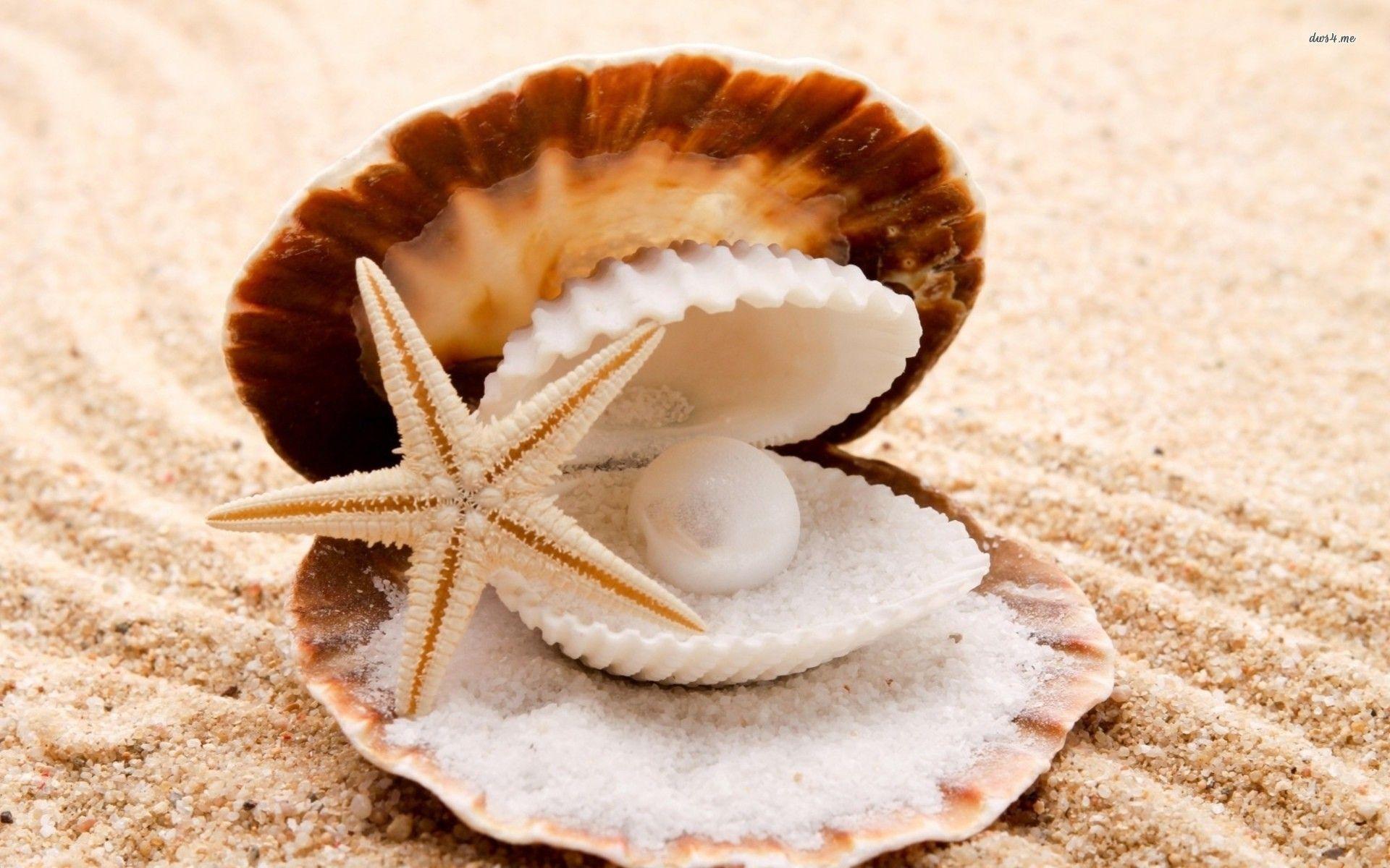 1920x1200 Seashells Wallpaper HD Free Download For Desktop