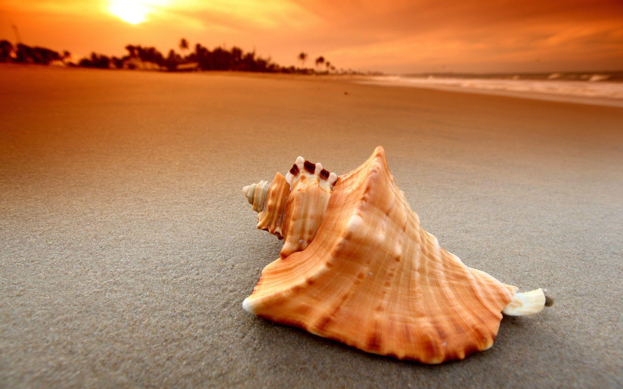 2560x1600 Seashells Wallpaper
