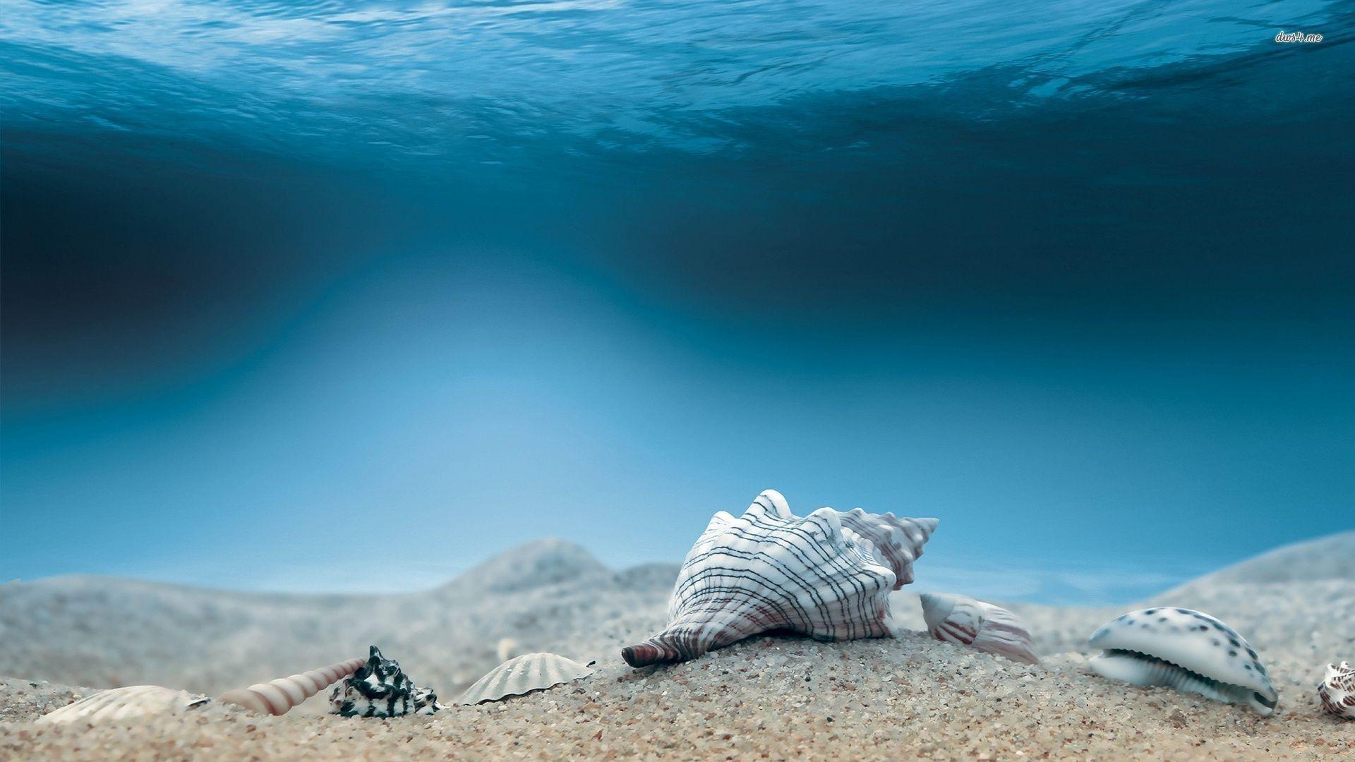 1920x1080 Sea Shells Wallpaper