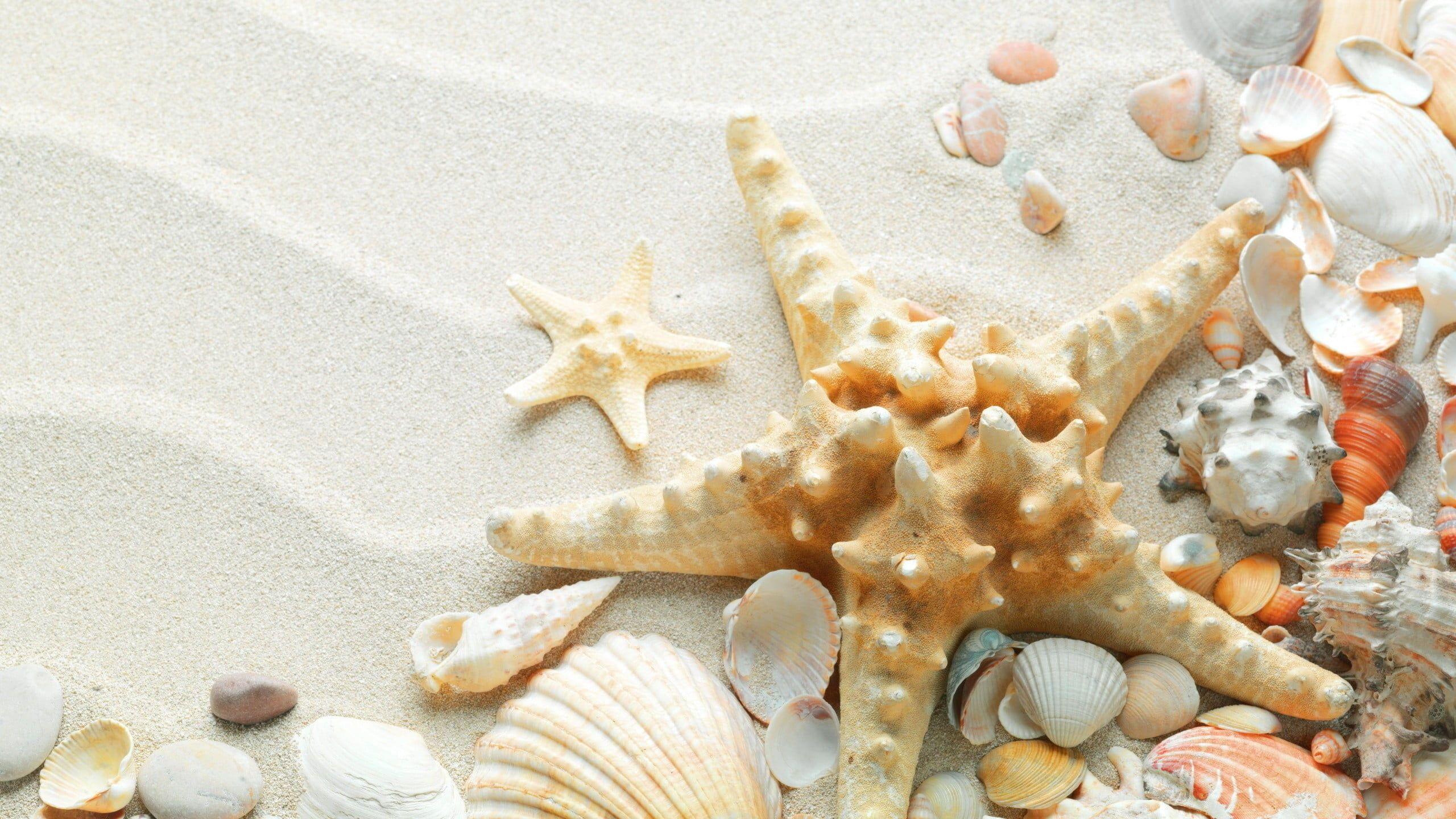 2560x1440 Flat lay photography of starfish and seashells on sand HD