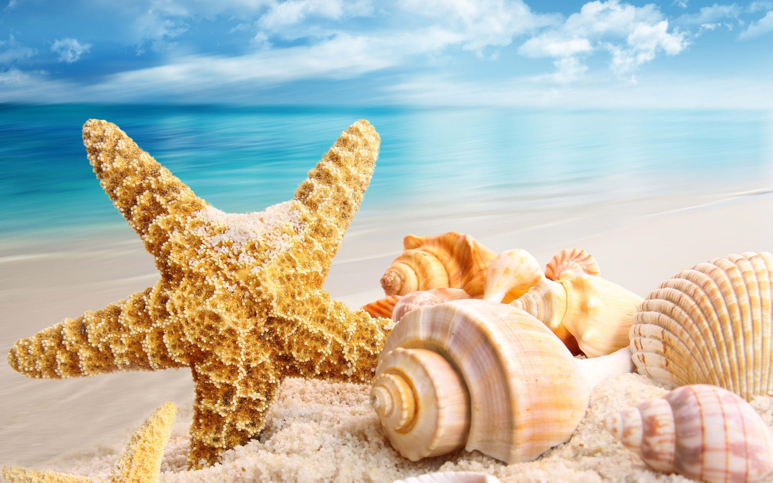 Seashells Wallpapers - Top Free Seashells Backgrounds - WallpaperAccess