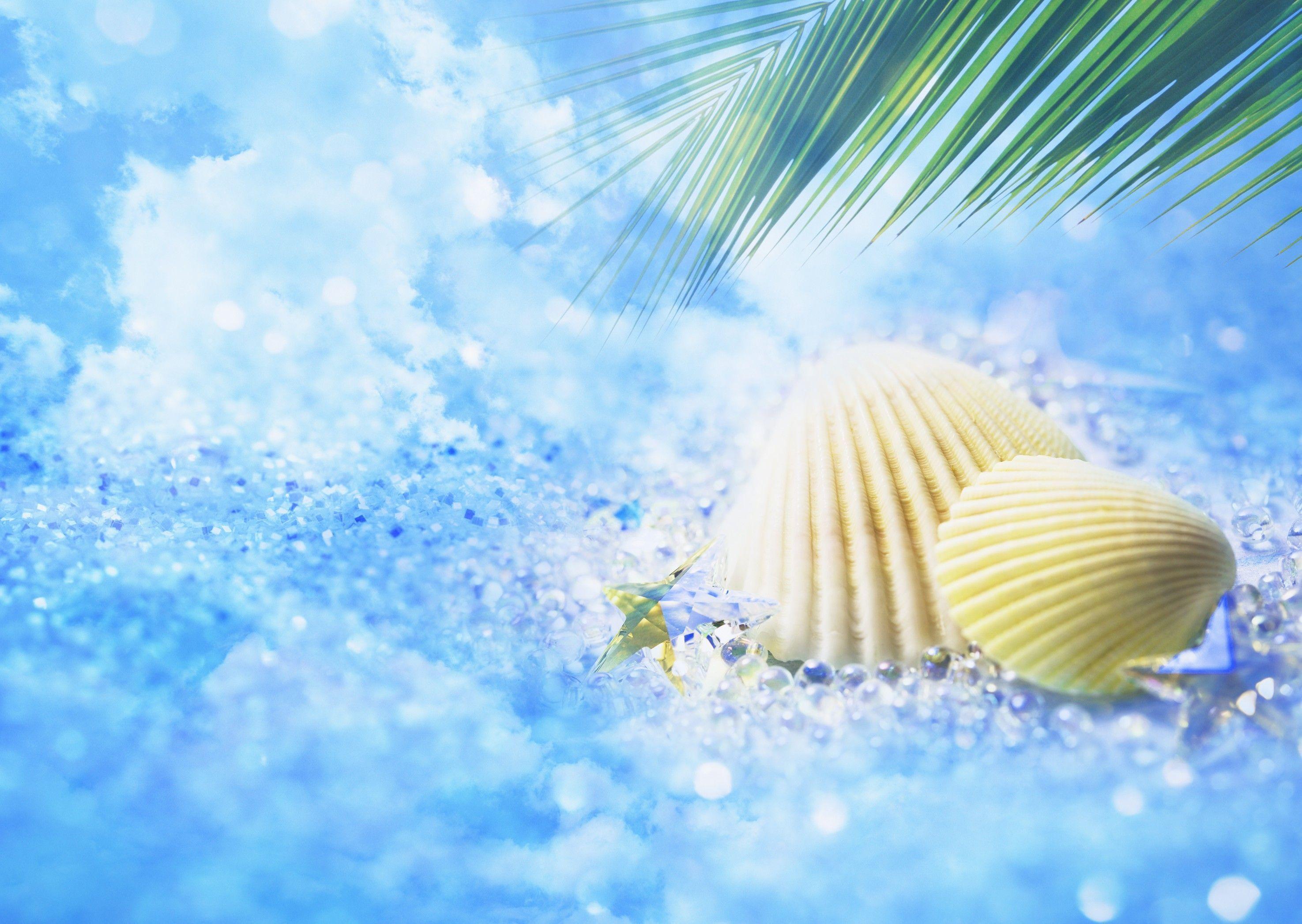 2950x2094 Seashell Wallpaper, Seashells Desktop