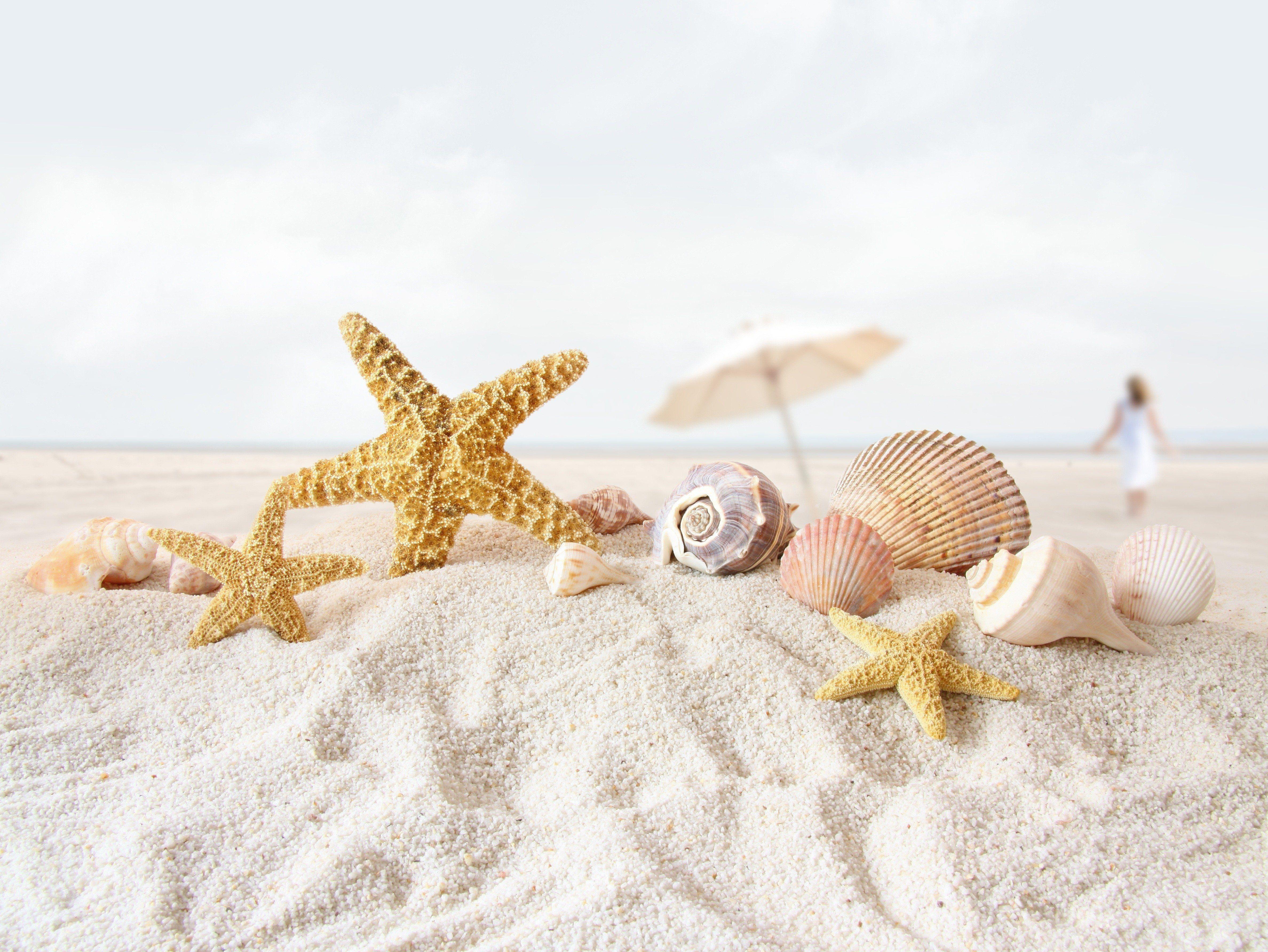 4752x3568 beach, Sand, Starfish, Seashells, Depth, Of, Field
