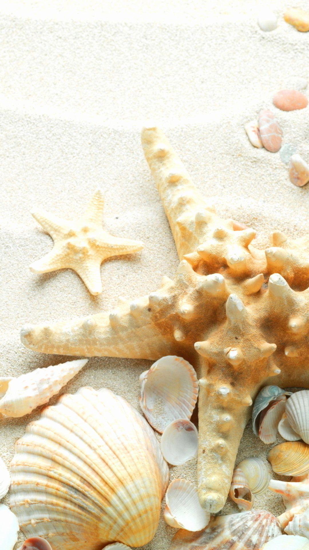 1080x1920 Sea Shell Wallpaper background picture