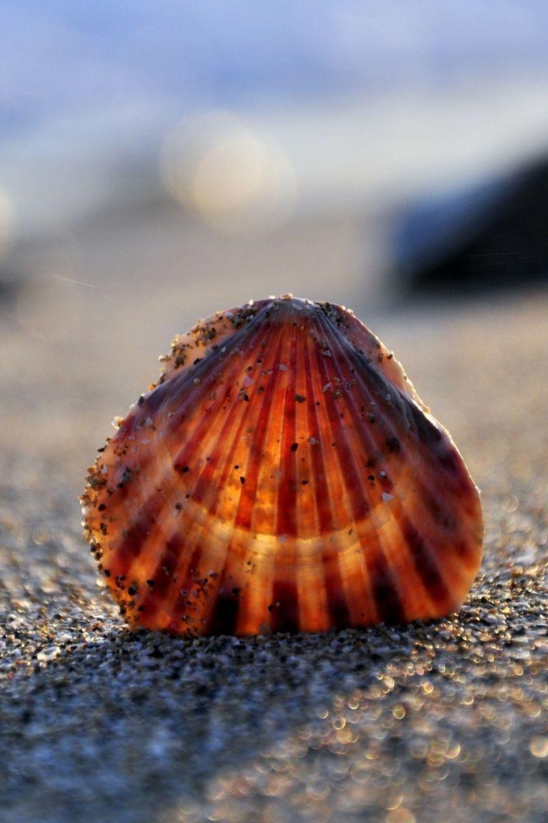 800x1200 Download wallpaper 800x1200 seashells, sand, light iphone 4s