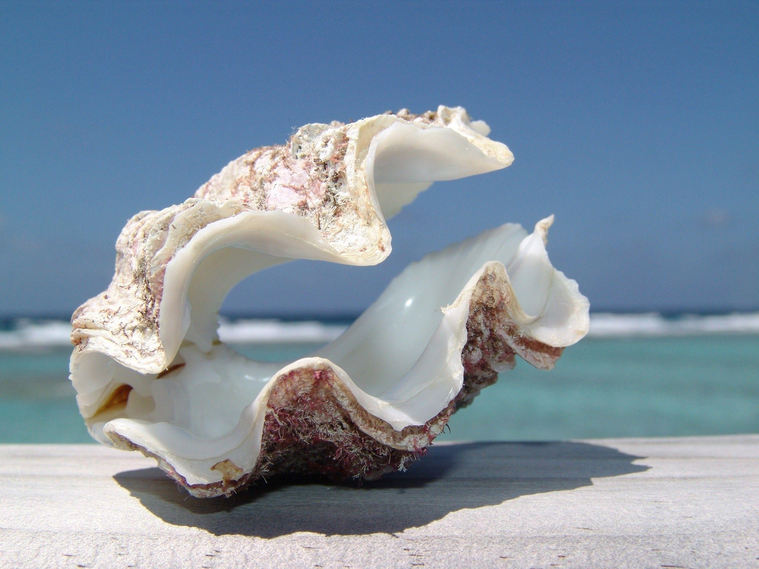 2560x1920 Ocean Download Wallpaper, Seashells, Blue, landscape, High