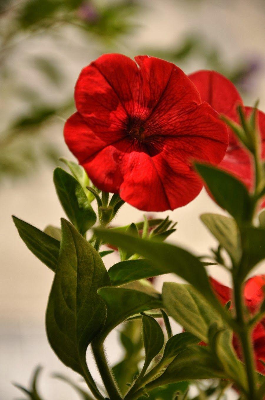 900x1355 Worlds Most Beautiful Flowers Wallpaper HD Fresh Glamorous