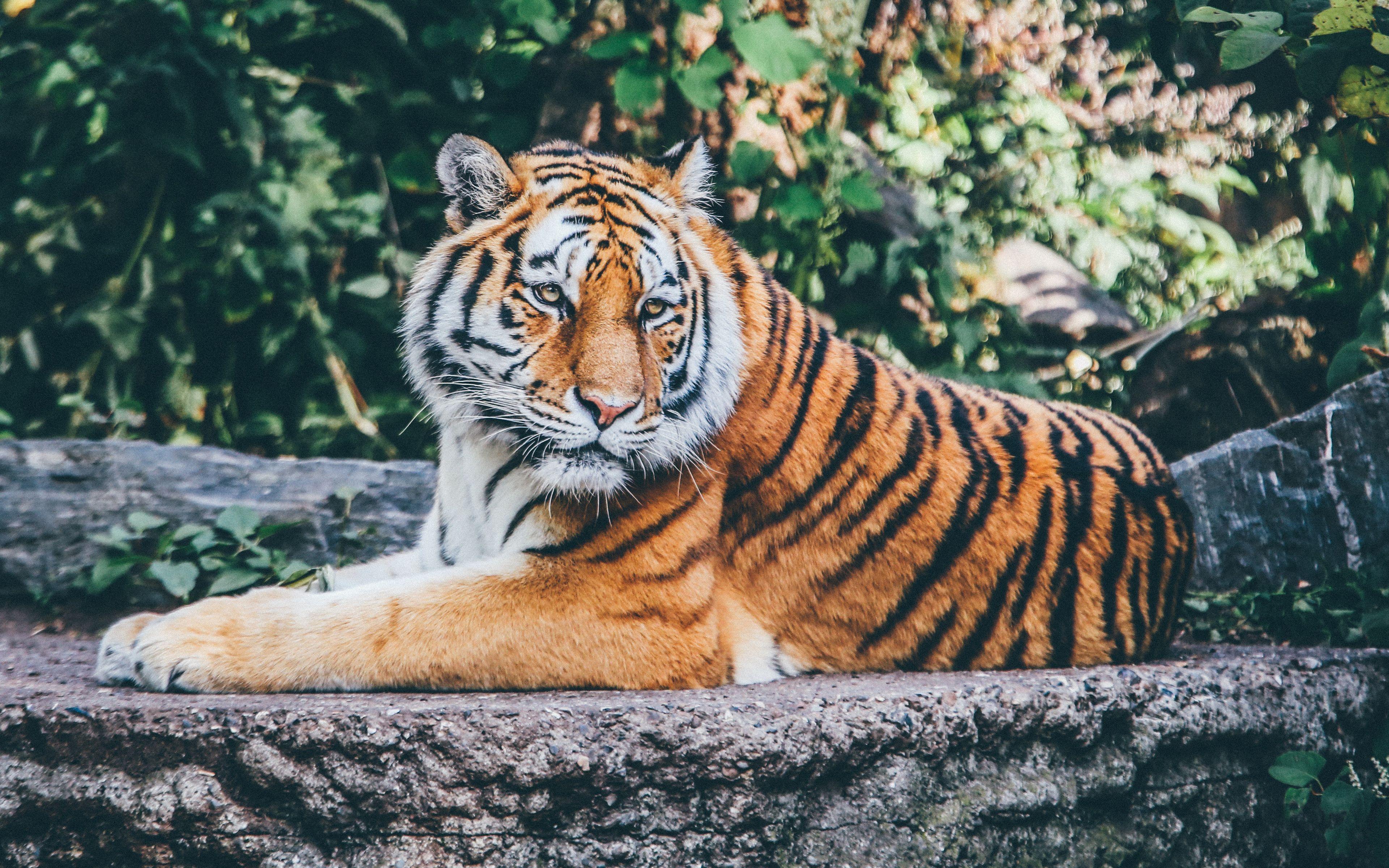 3840x2400 Zoo Tiger 4K Wallpaper