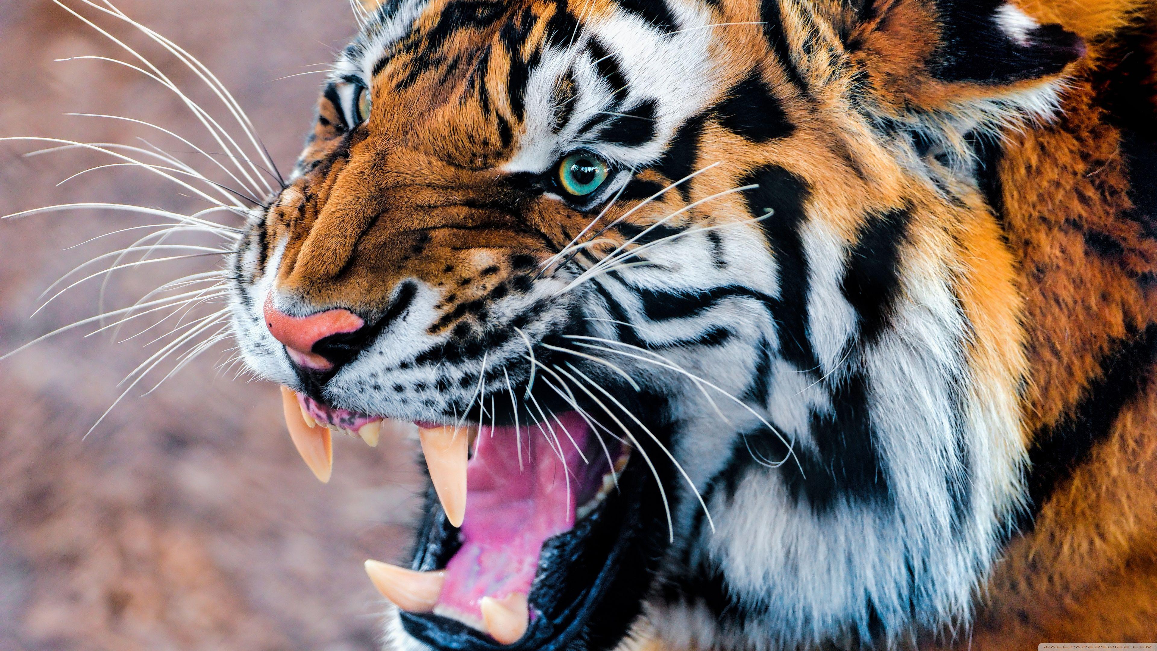 3840x2160 Snarling Tiger ❤ 4K HD Desktop Wallpaper for 4K Ultra HD TV