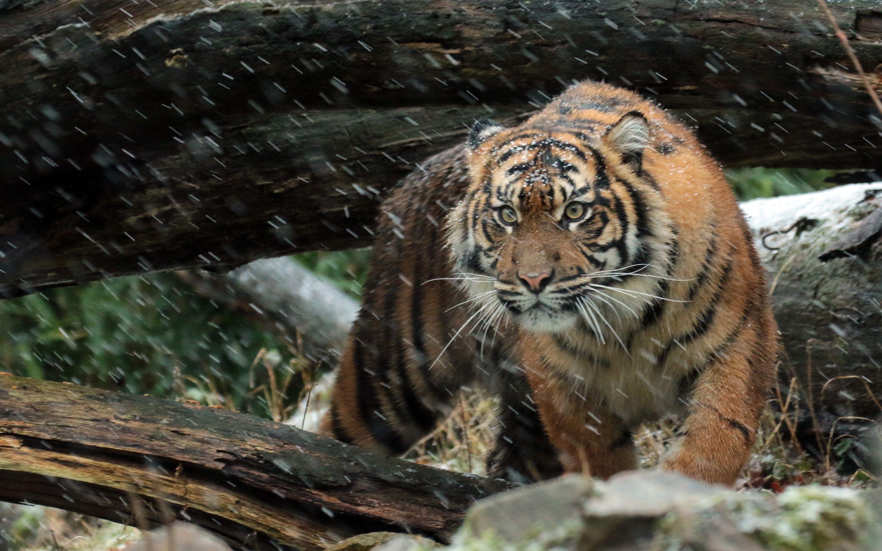 2880x1800 Wild Sumatran Tiger 4K Wallpaper Download Resolution