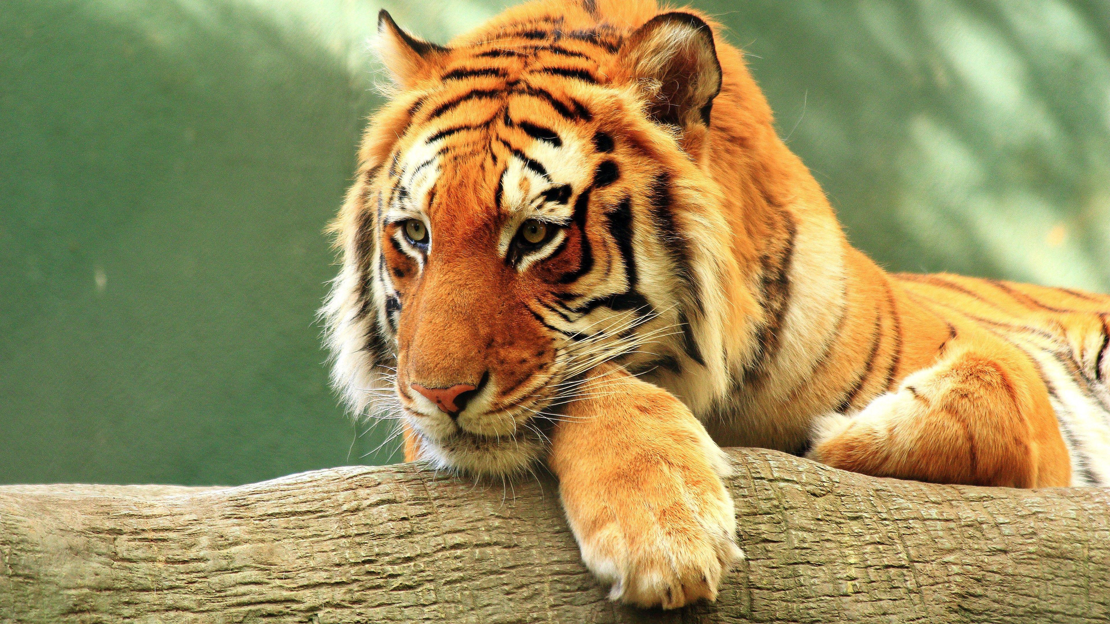 3840x2160 Wildlife, Bengal Tiger, Whiskers, Golden Tiger, Big Cats 4K