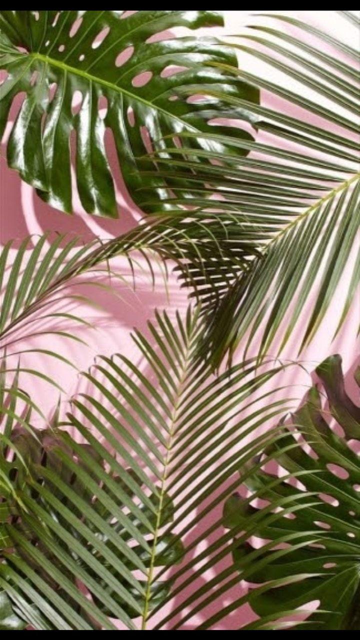 Tropicana Floral Leaf wallpaper in pink  I Love Wallpaper
