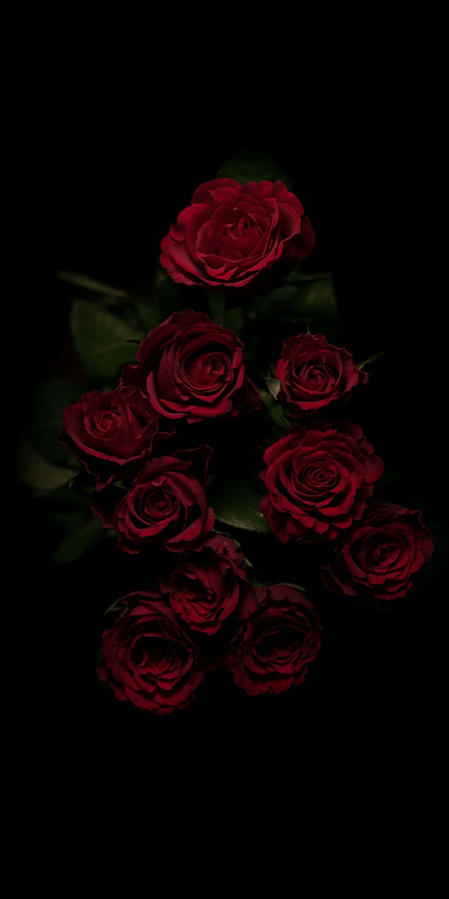 Red rose aesthetic dark Red