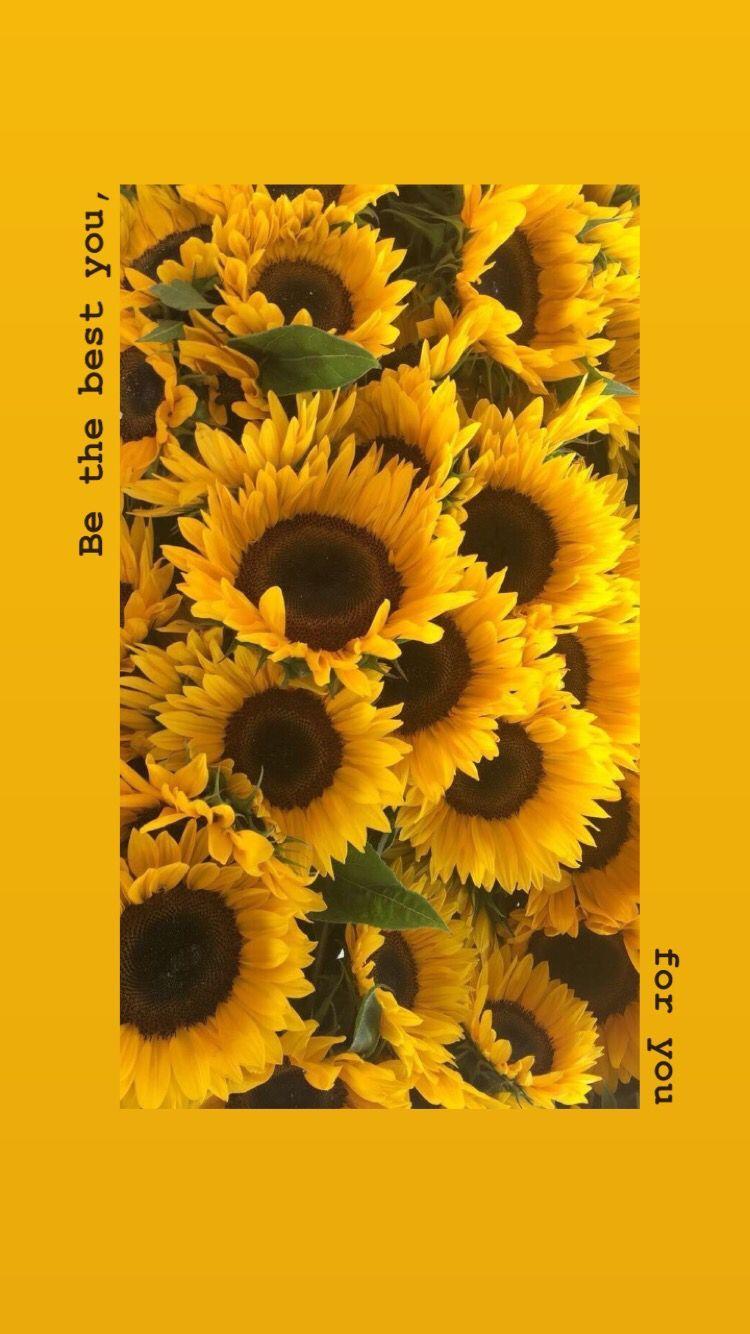 Yellow Aesthetic Wallpapers Sunflower  . Sunflower Iphone Wallpaper Sunflower Pictures Pictures Of Flowers Love Tarot Blessed Sunflower Fields Gras Cool Wallpaper Aesthetic Wallpapers.