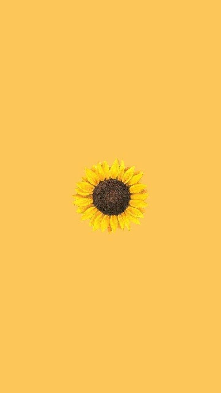 Yellow Sunflower Aesthetic Wallpapers Top Free Yellow Sunflower Aesthetic Backgrounds Wallpaperaccess