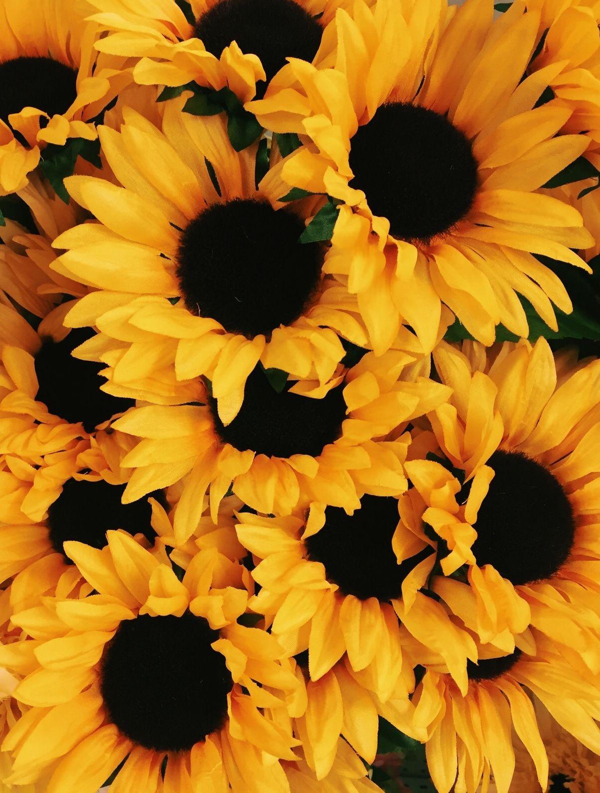 Aesthetic Iphone Sunflower Background