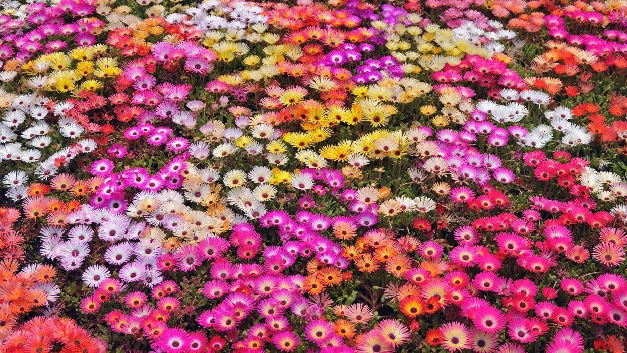 1244x700 Nature flowers garden petals colors abstract plants wallpaper