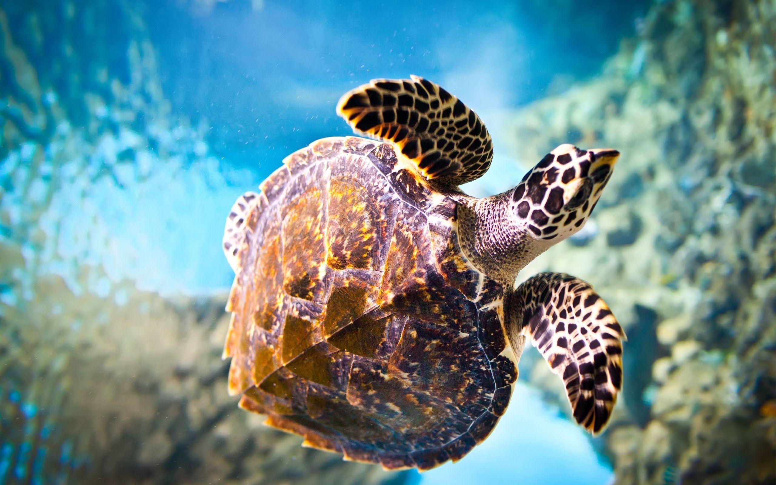 2560x1600 HD Turtle Wallpaper