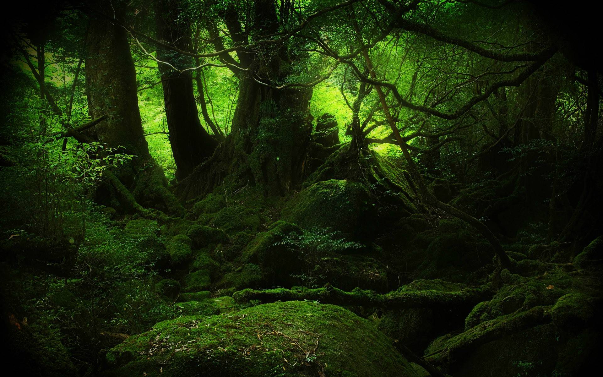 1920x1200 A more dreamy version of that Yakushima mossy forest that